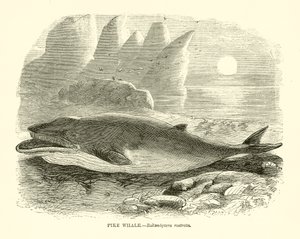Baleine brochet - English School